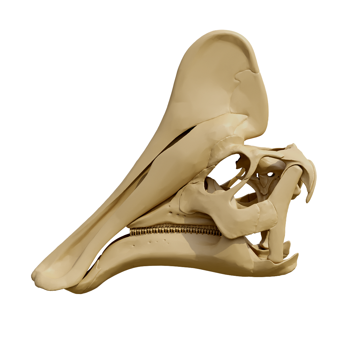 Amorosaurus skull fossil
