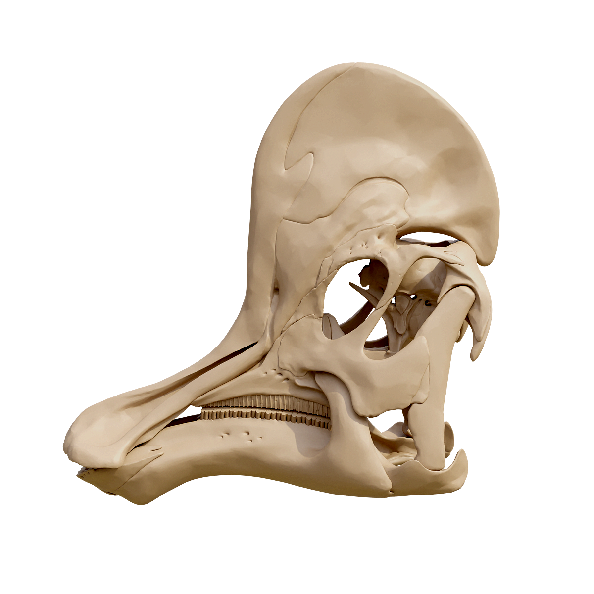 Skull fossil of helmet dragon