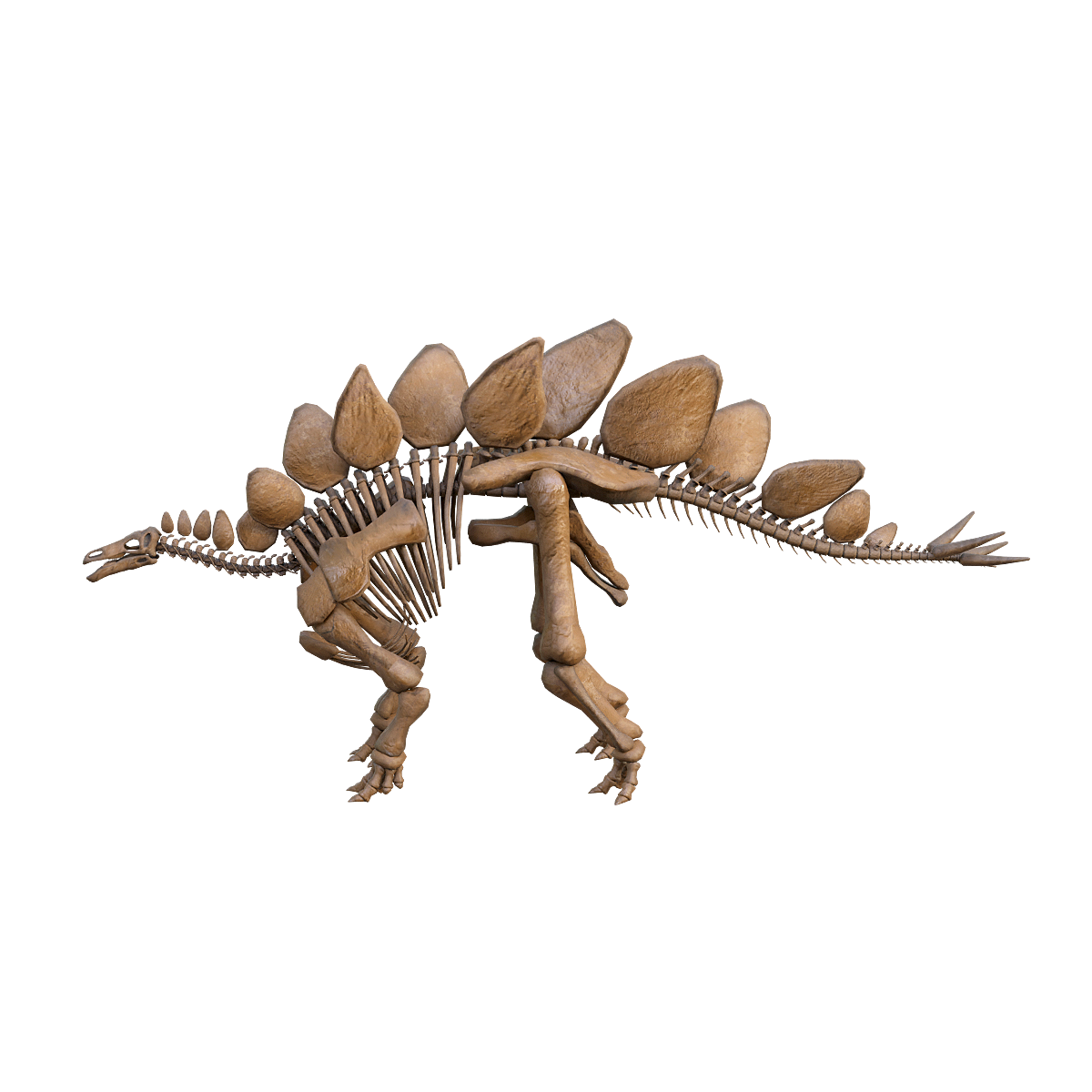 Stegosaur skeleton fossil