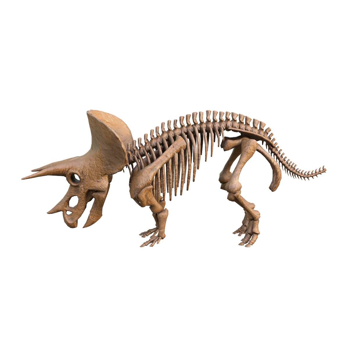 Fossil of triangular keel frame