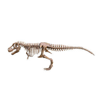 Tyrannosaurus rex skeleton fossil