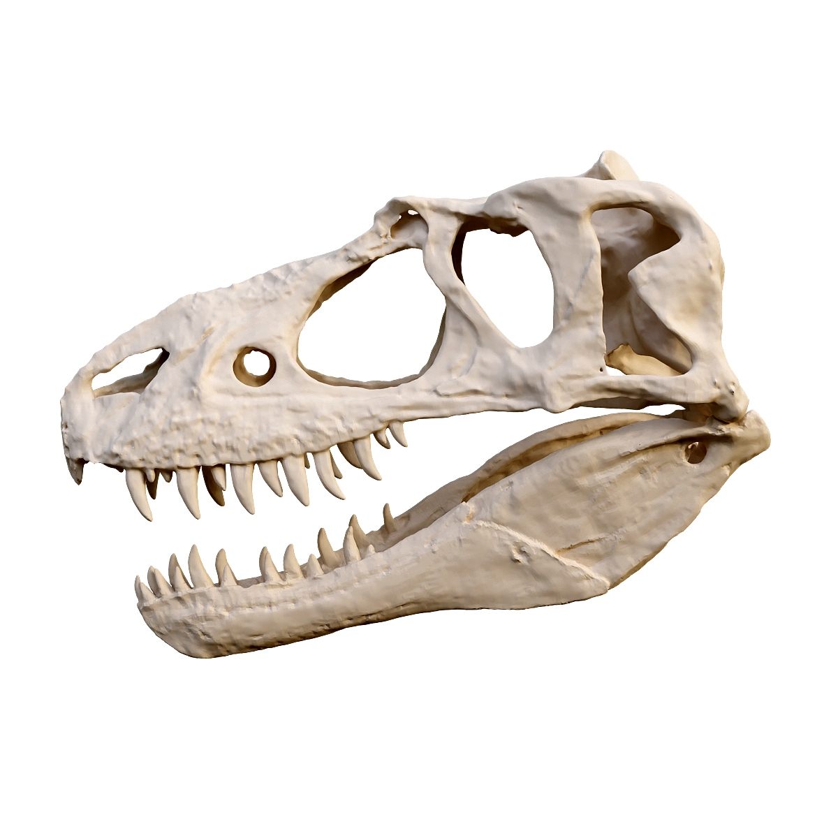 Tyrannosaurus skull fossil