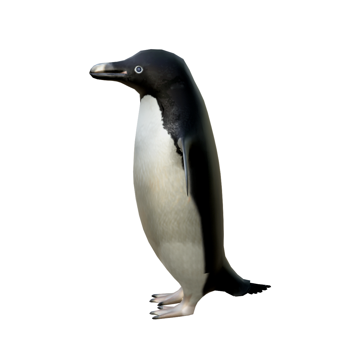penguin