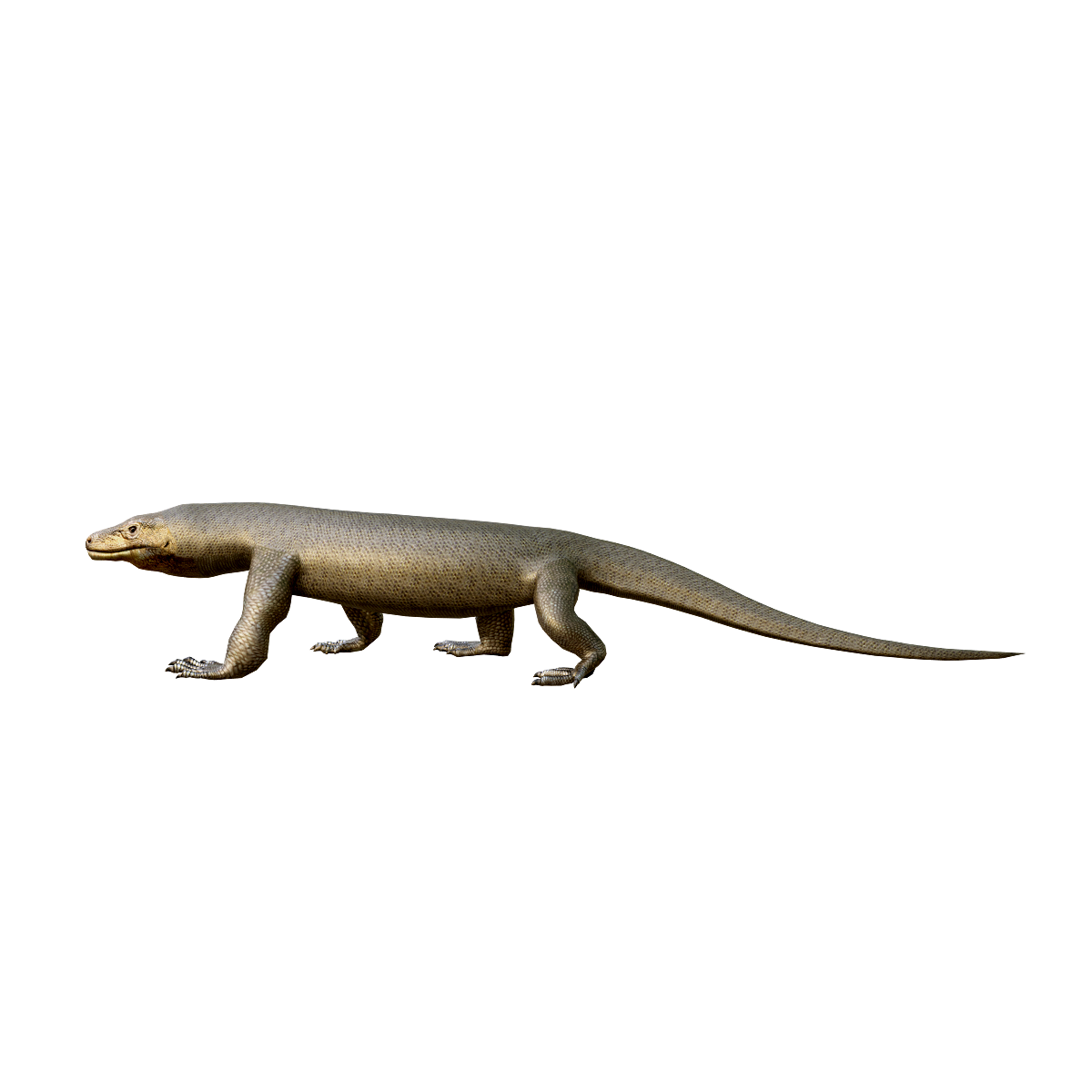 komodo dragon 