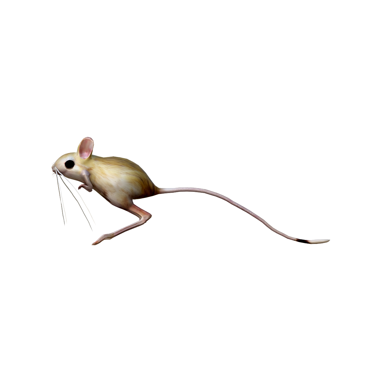 Jumping Mouse