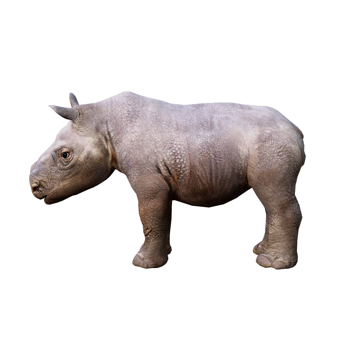 Little Rhinoceros