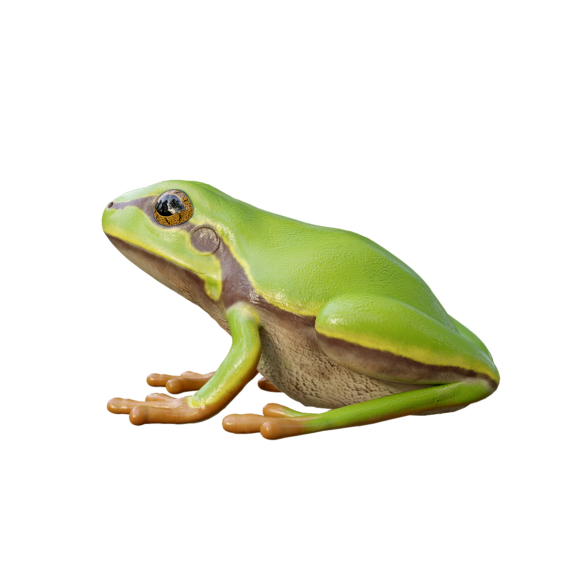 frog