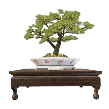Welcoming Guest Pine Bonsai