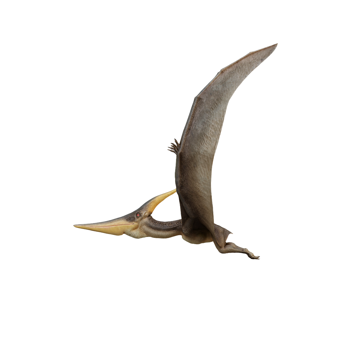 Toothless pterosaur