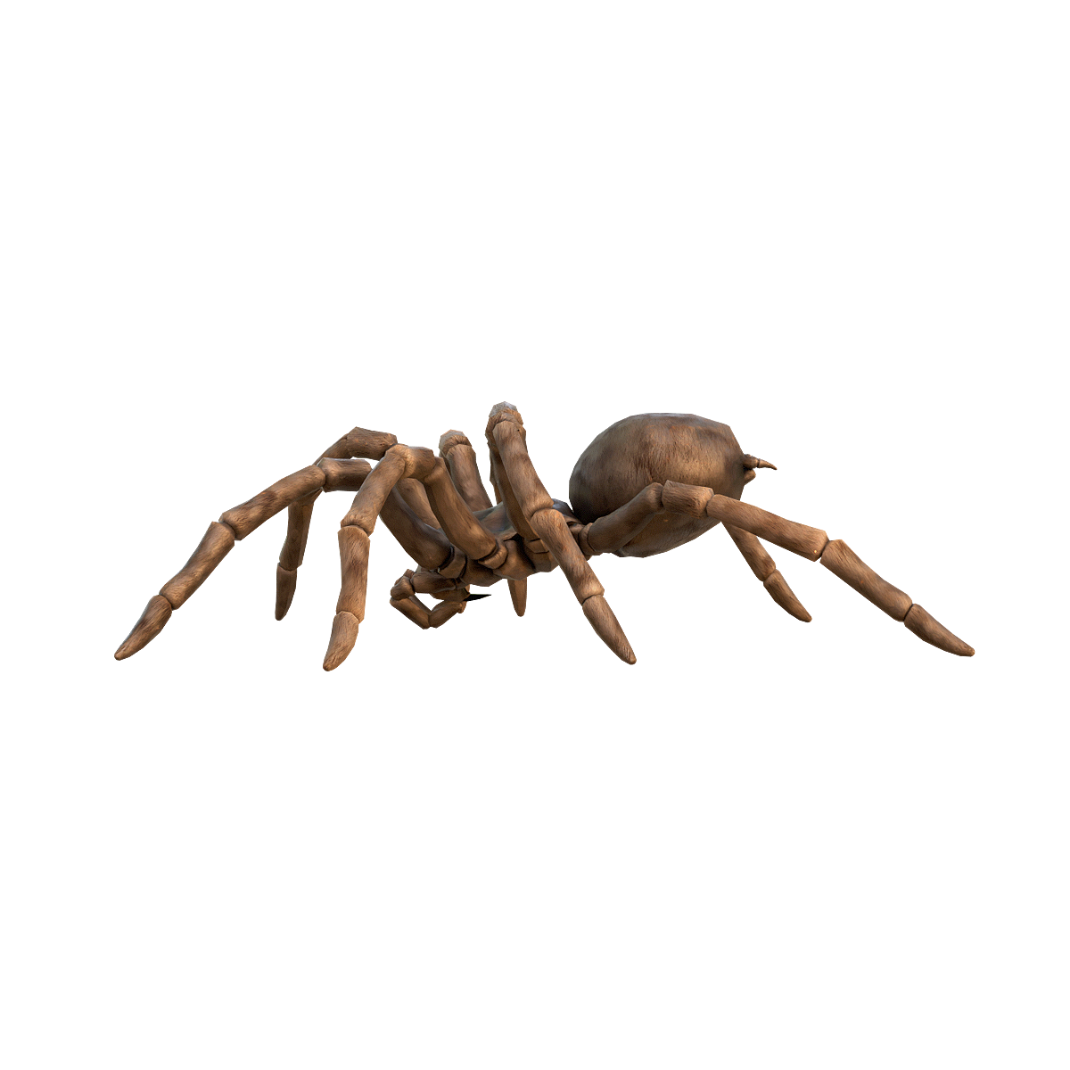 Taranto Poison Spider 3D Animation