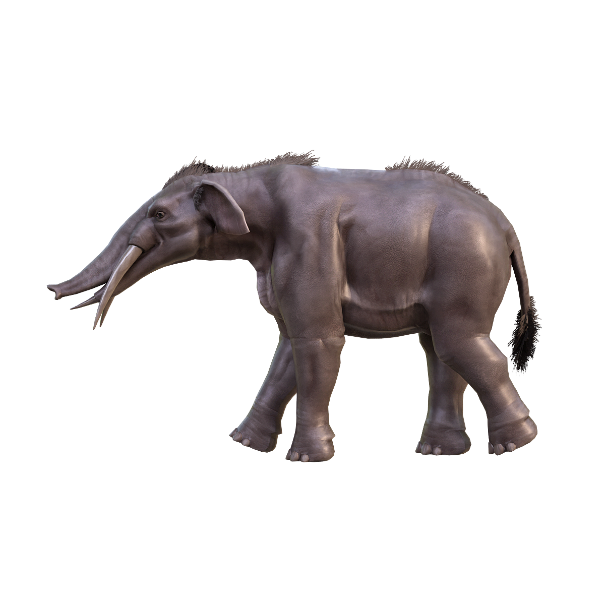 Toothed Elephant (with 3D Animation)