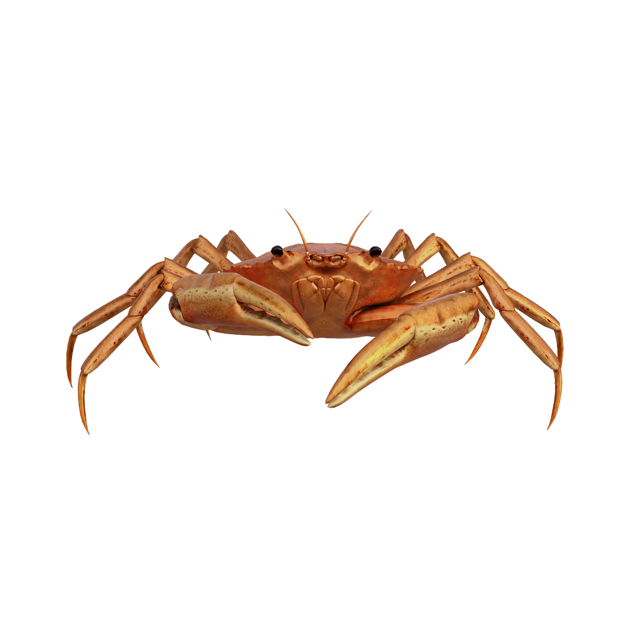 Eating Crabs (3D Animation Model)