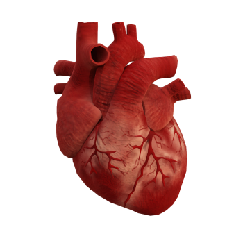 3D animated model of the heart