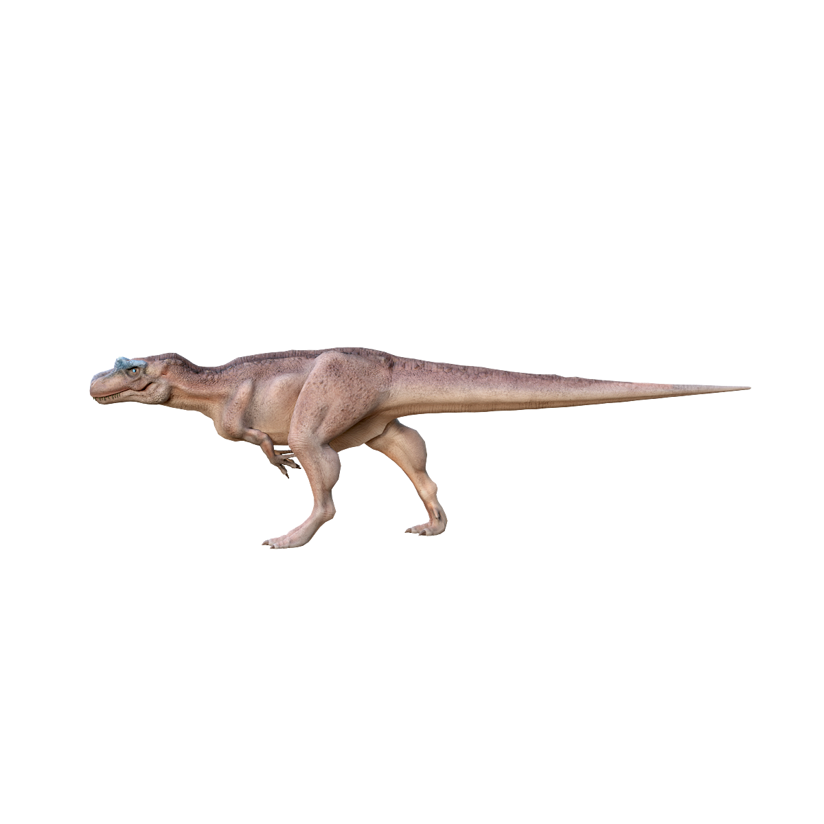 Yitelong 3D Animation Model
