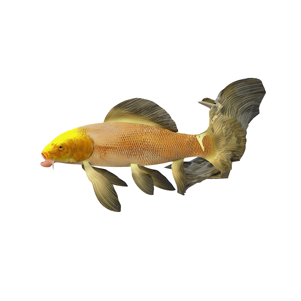 Butterfly Carp 3D Animation Model