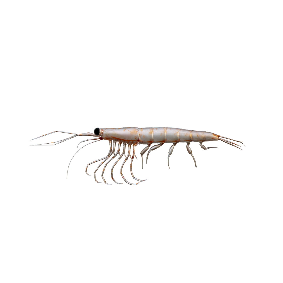 3D model of krill animation