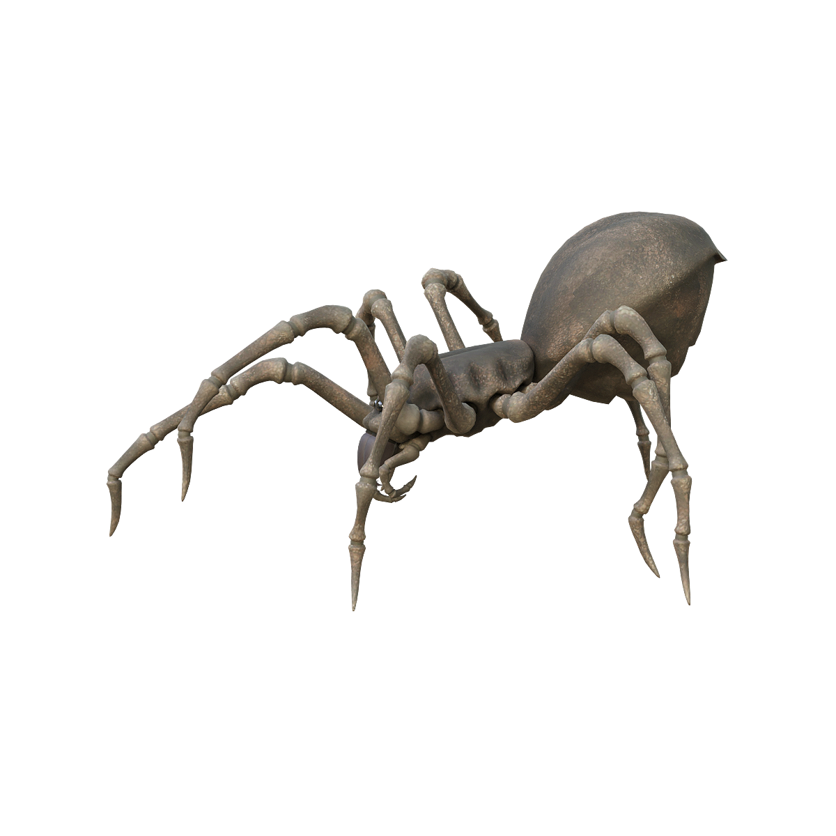 Spider crawling animation 3D model