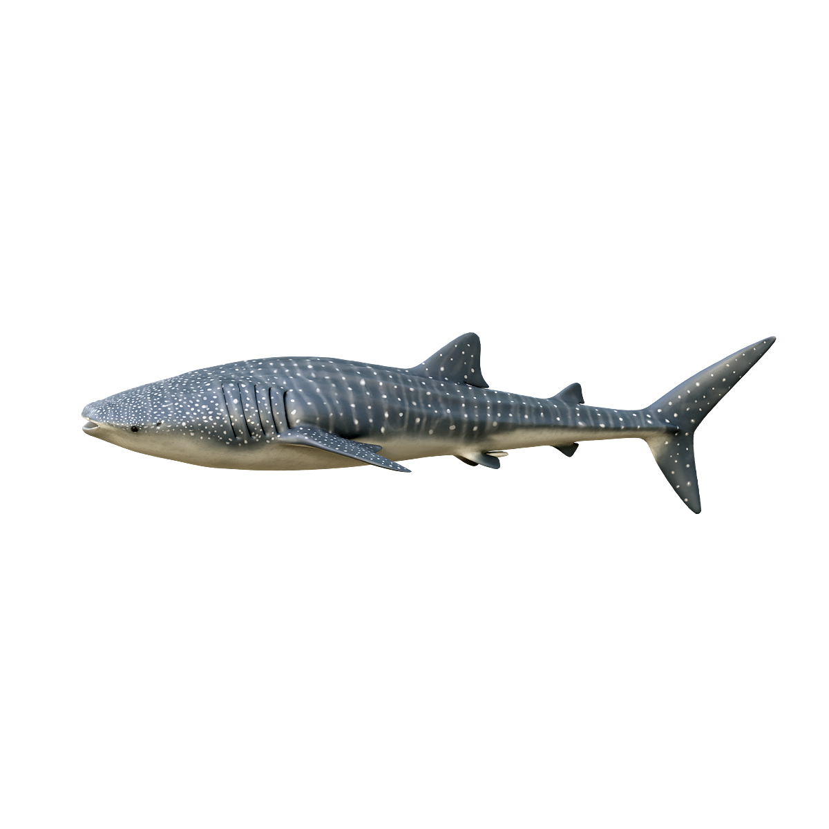 Whale shark (with 3D animated model)