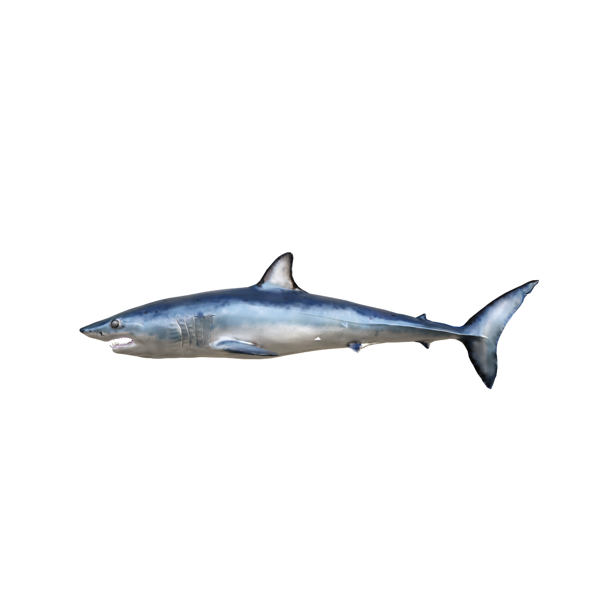 3D animated model of grey mackerel shark