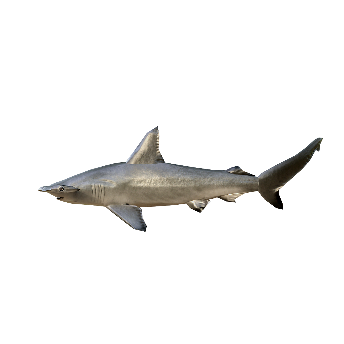 3D animation of hammerhead hammerhead shark model