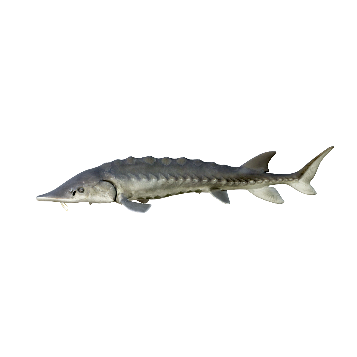 Atlantic sturgeon (with 3D animated model)