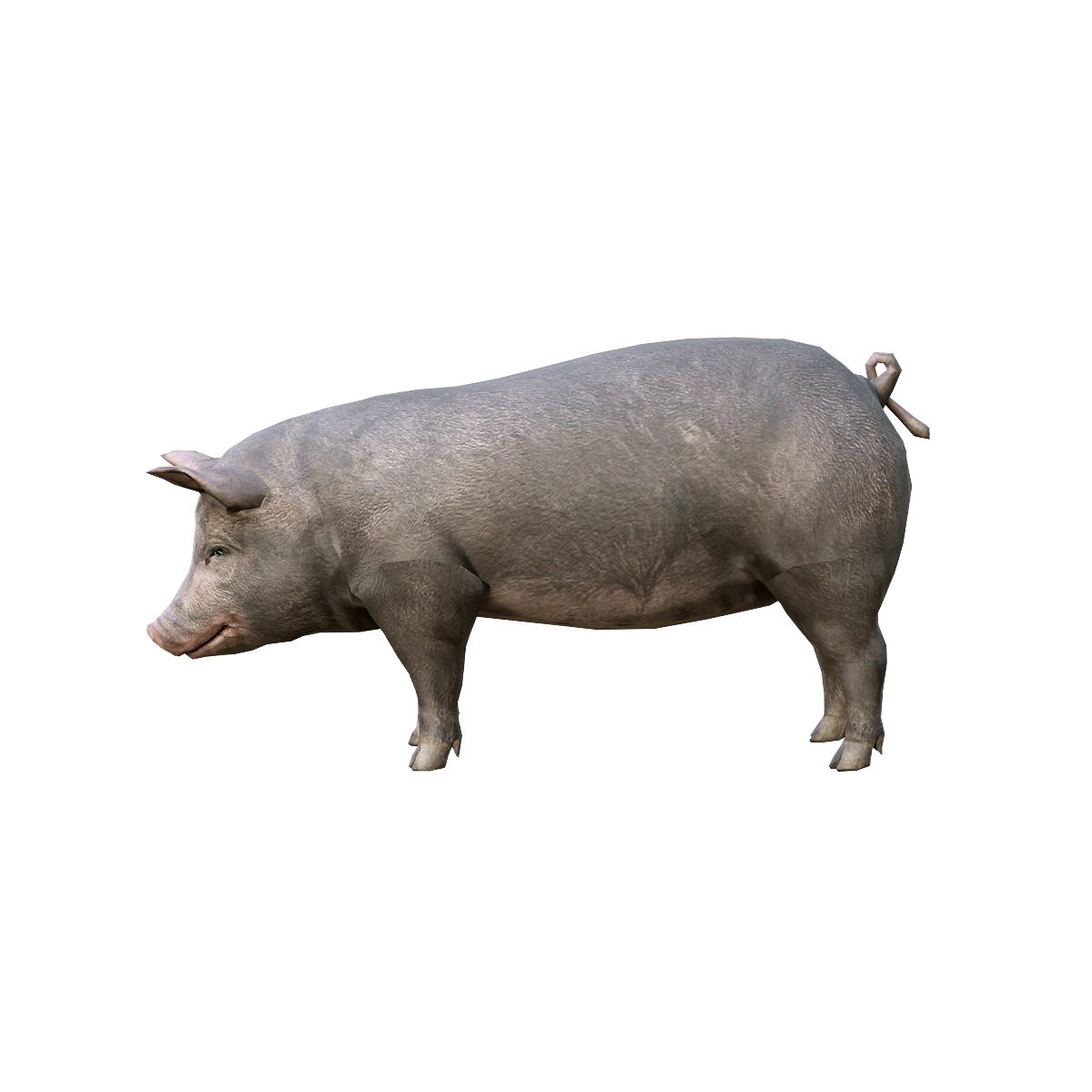 Black Pig 3D Model Action