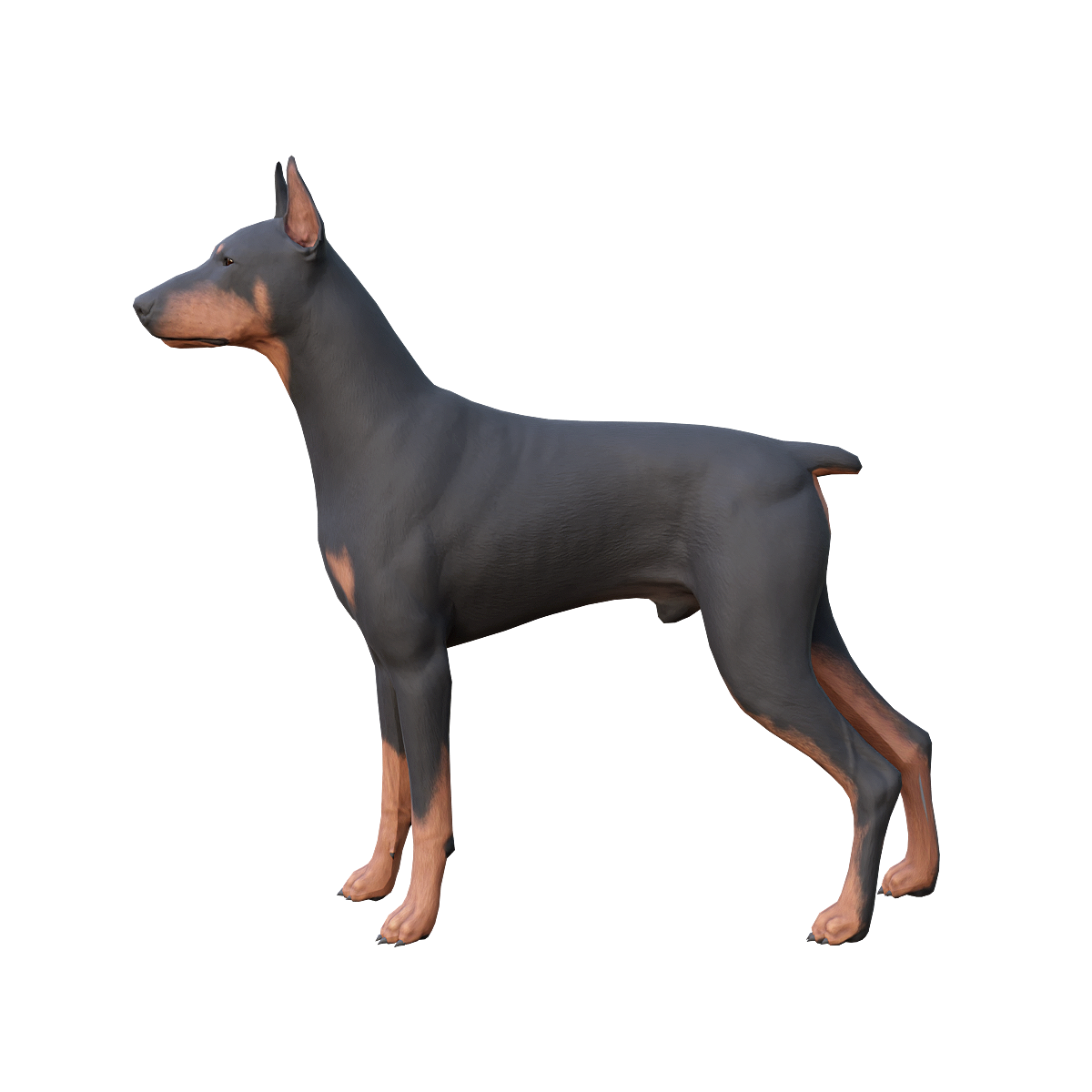 Doberman Inu (with 3D animated model)