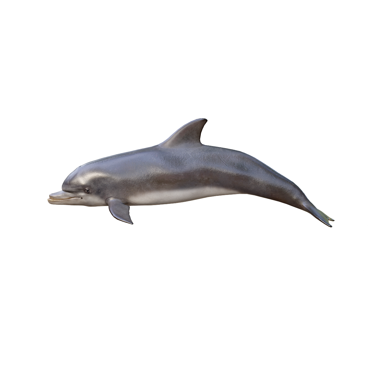 Dolphin 3D Model Animation