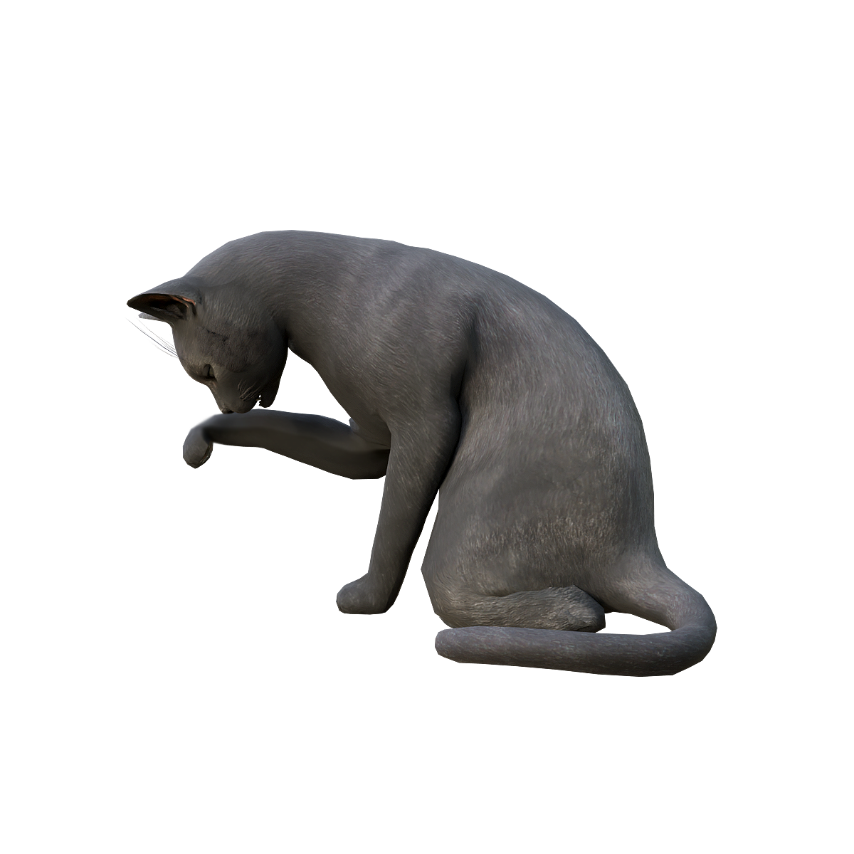 Black Cat Model with 3D Animation