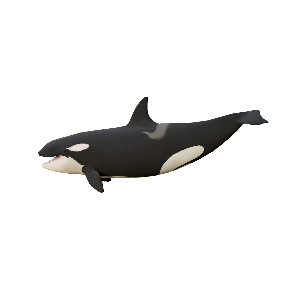 Orca 3D model with action