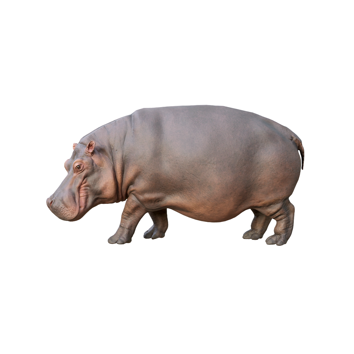 Hippopotamus (with 3D action model)