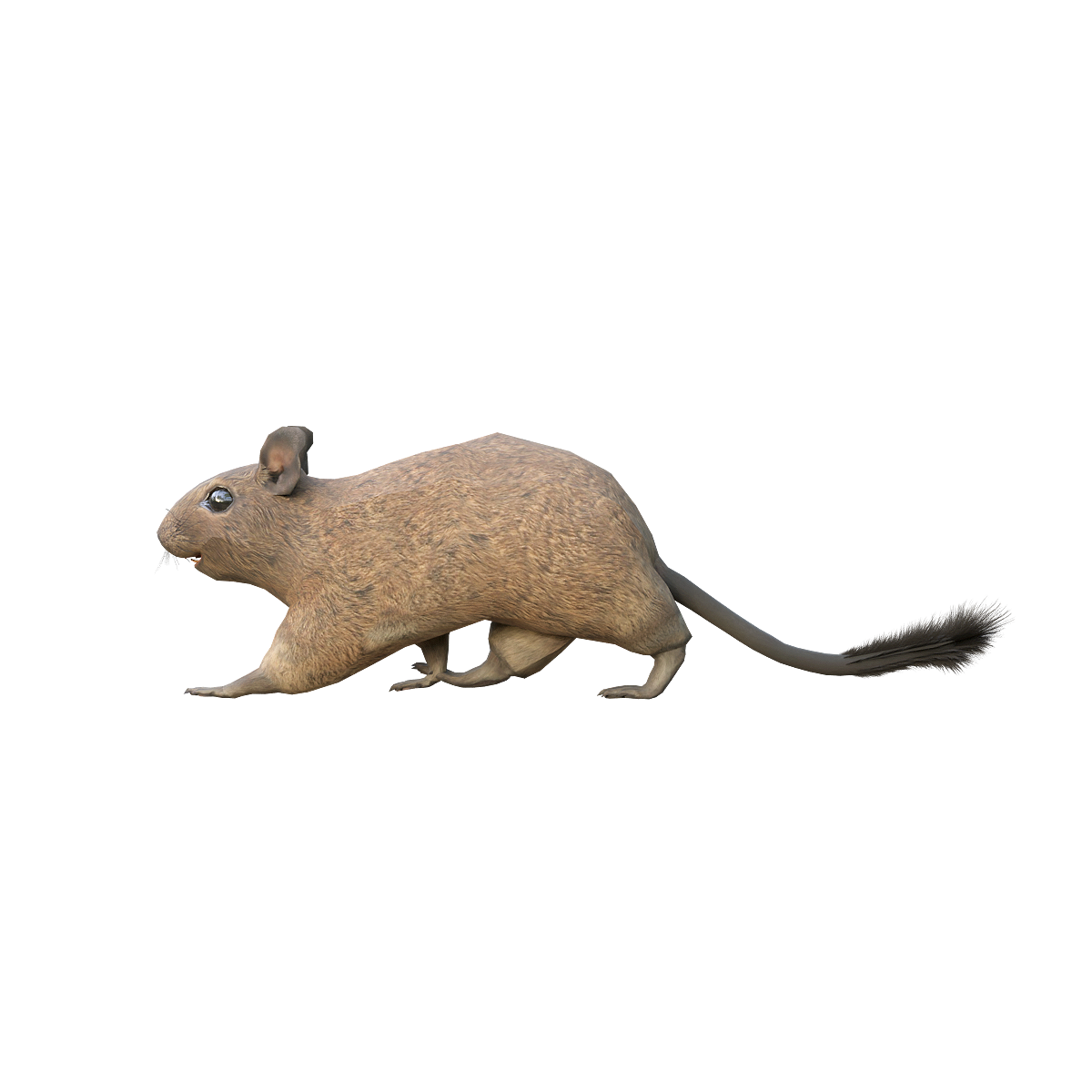 Animated 3D model of an eight toothed mouse
