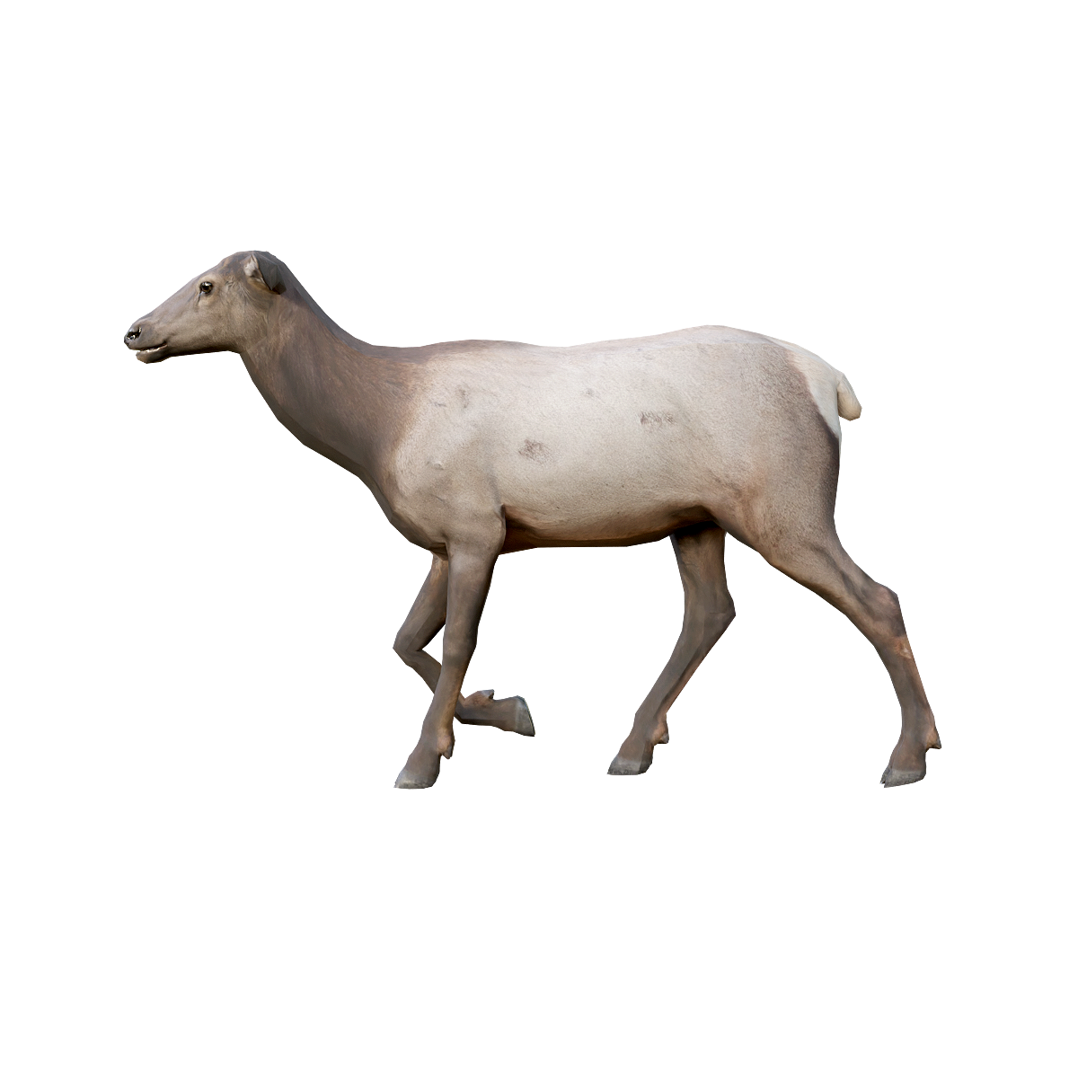 Elk (female) 3D model animation
