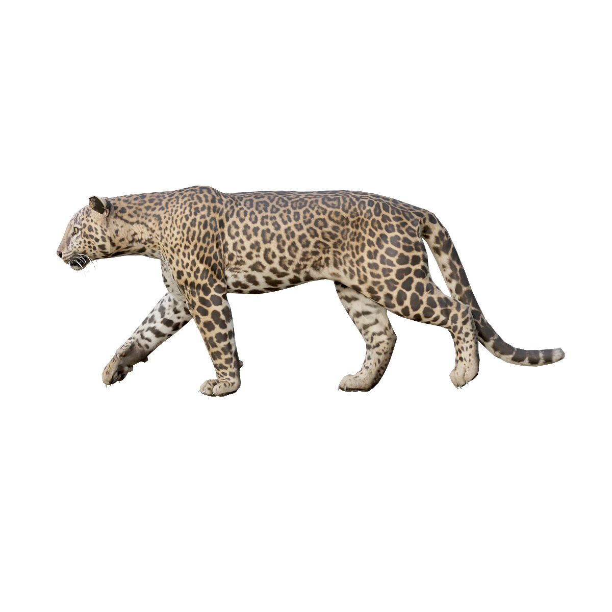 Leopard (Male) Model 3D Animation