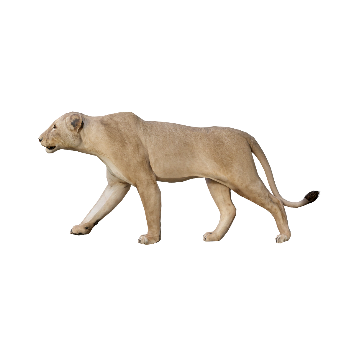 Lion (Female) 3D Animation Model