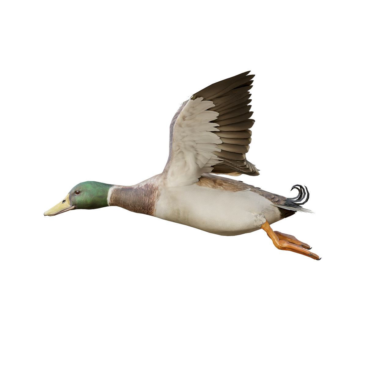 Green Duck 3D Model Animation