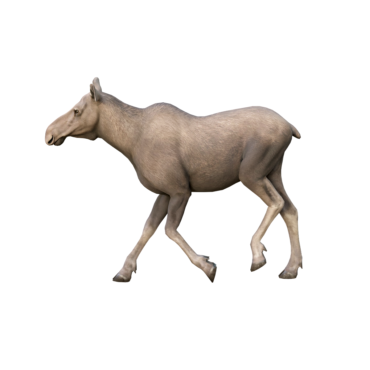 Camel (female) 3D animated model