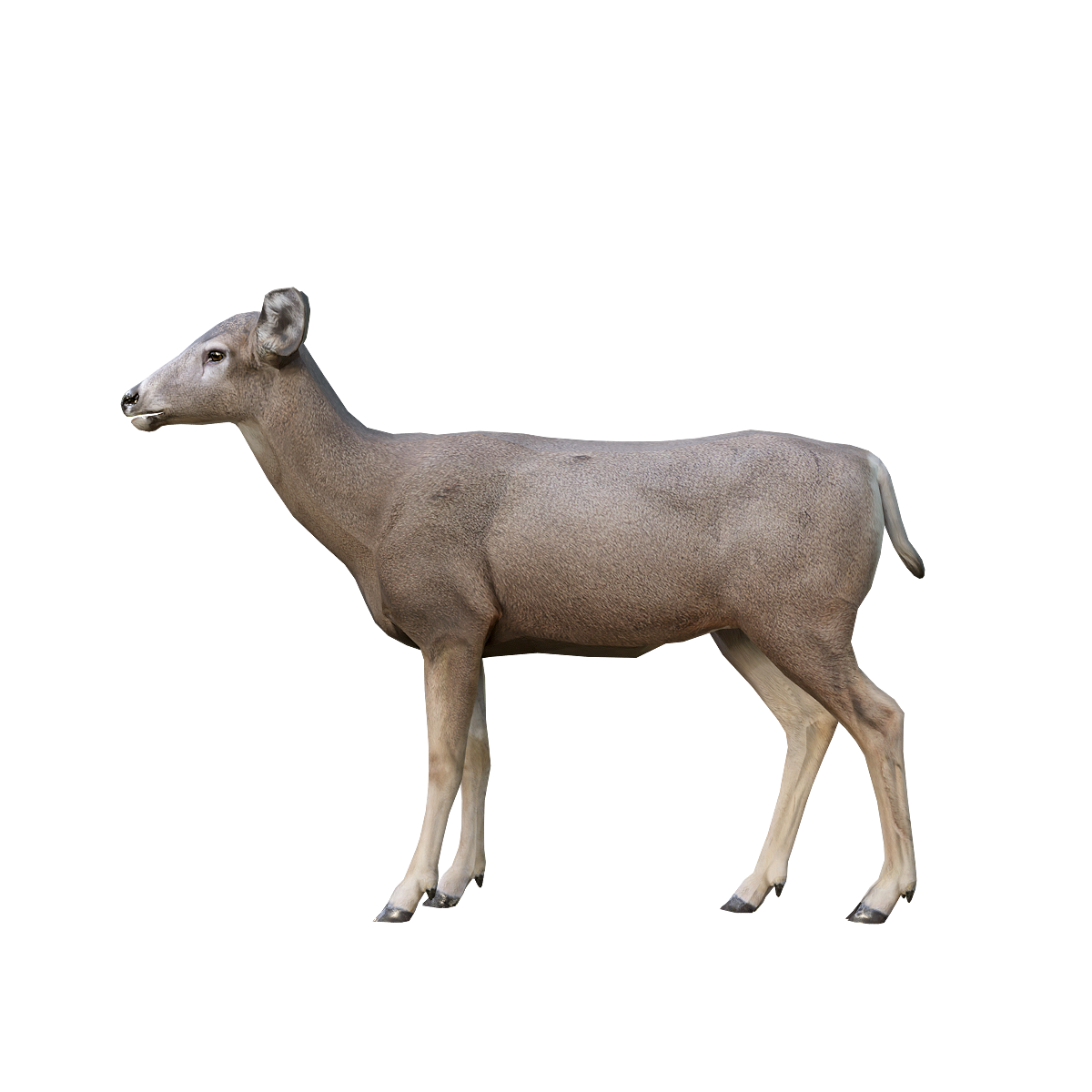 Mule Deer (Female) 3D Model Animation