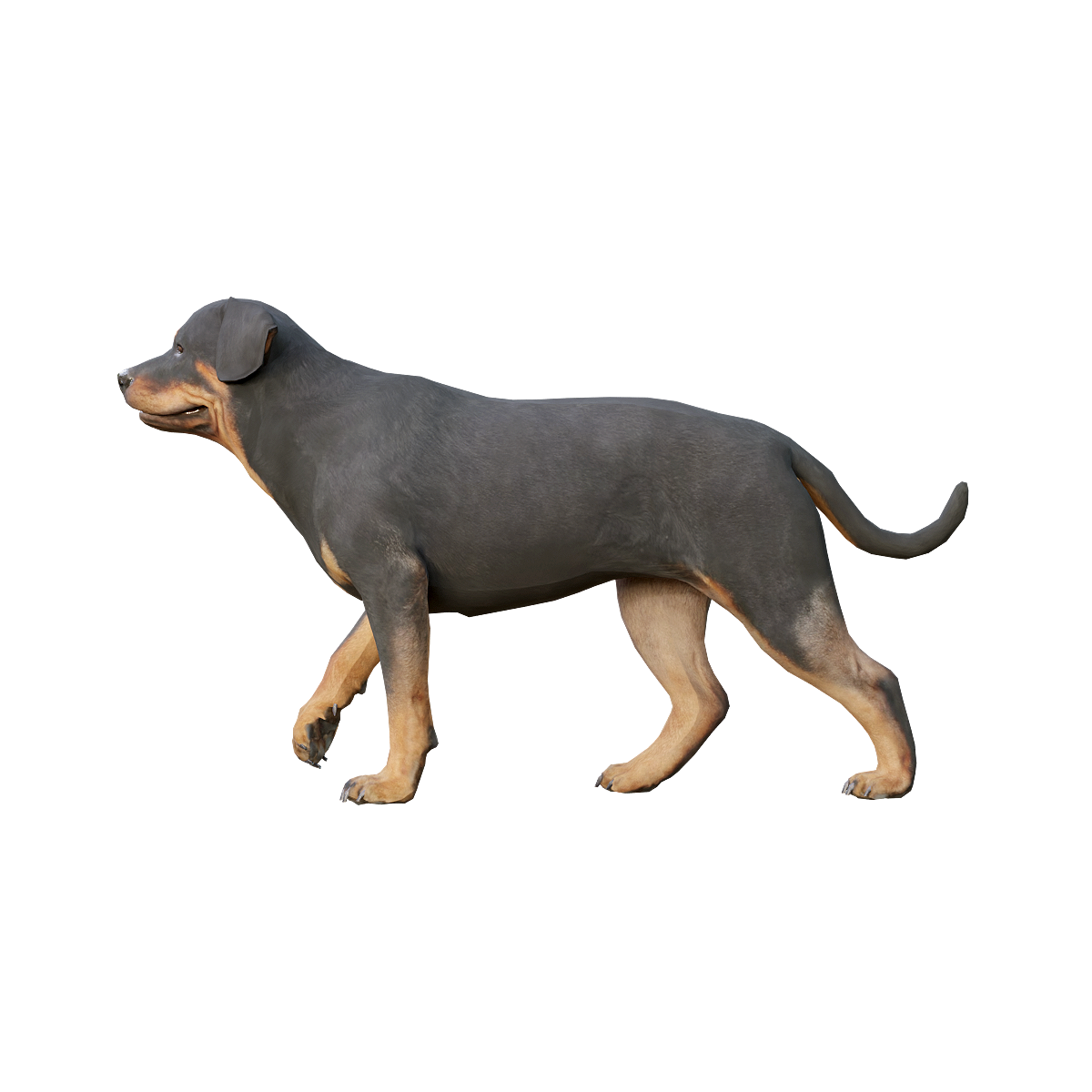 Rowena Dog 3D Model Animation