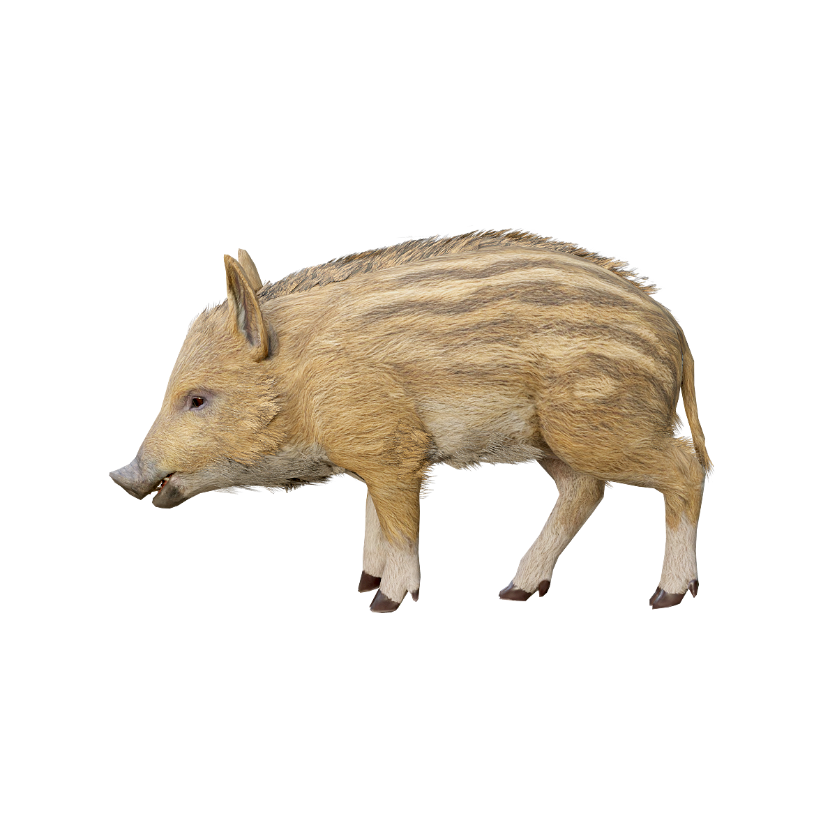 Eurasian wild boar (cub) 3D animation model