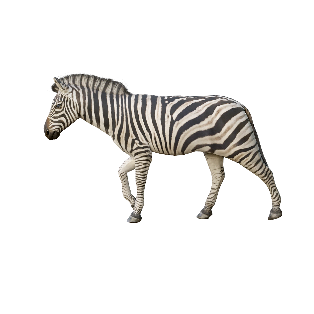 Plain Zebra (Male) 3D Model Animation