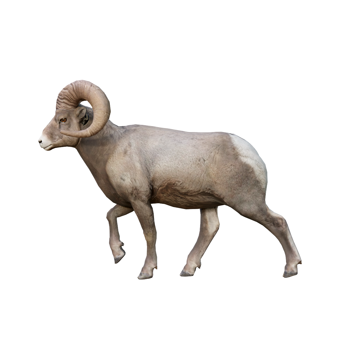 Big Horn Sheep (Male) 3D Model Animation