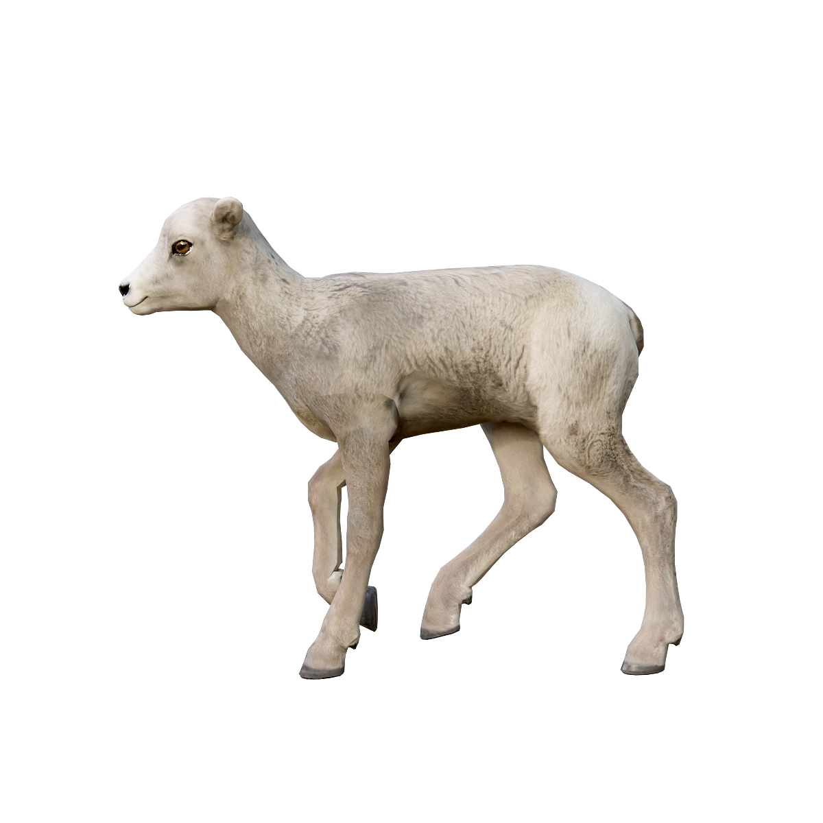 Big Horn Sheep (Cub) 3D Model Animation