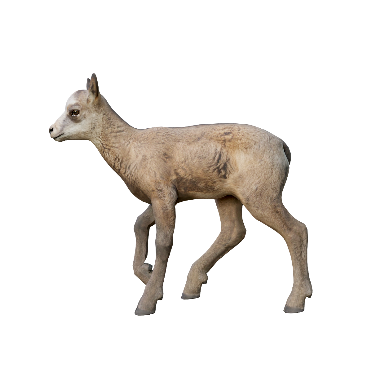 Rock Antelope (Cub) 3D Model Animation