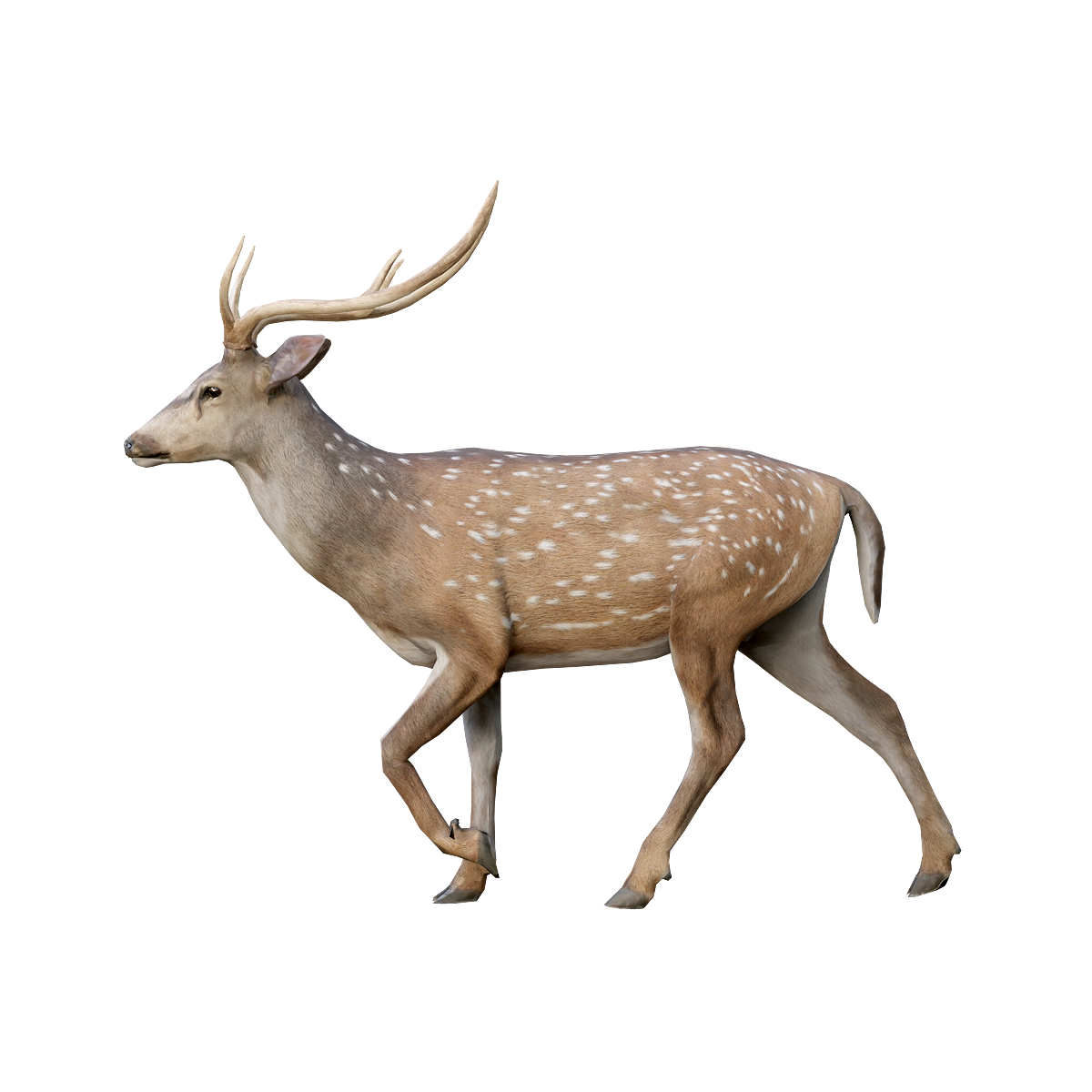 Spotted Deer (Male) 3D Model Animation