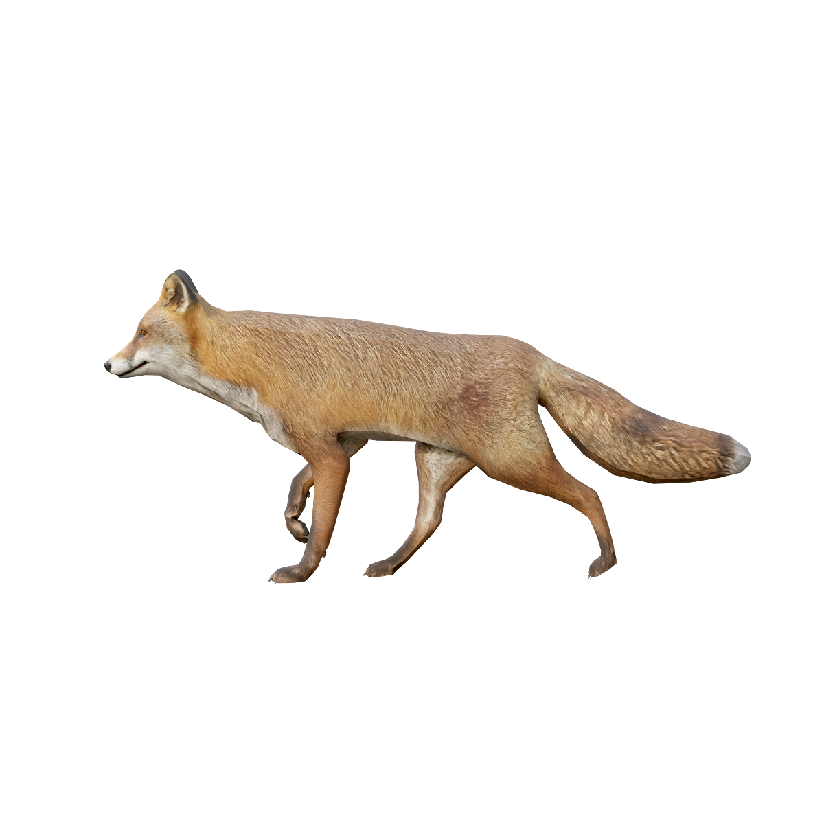 Fox 3D Model Animation