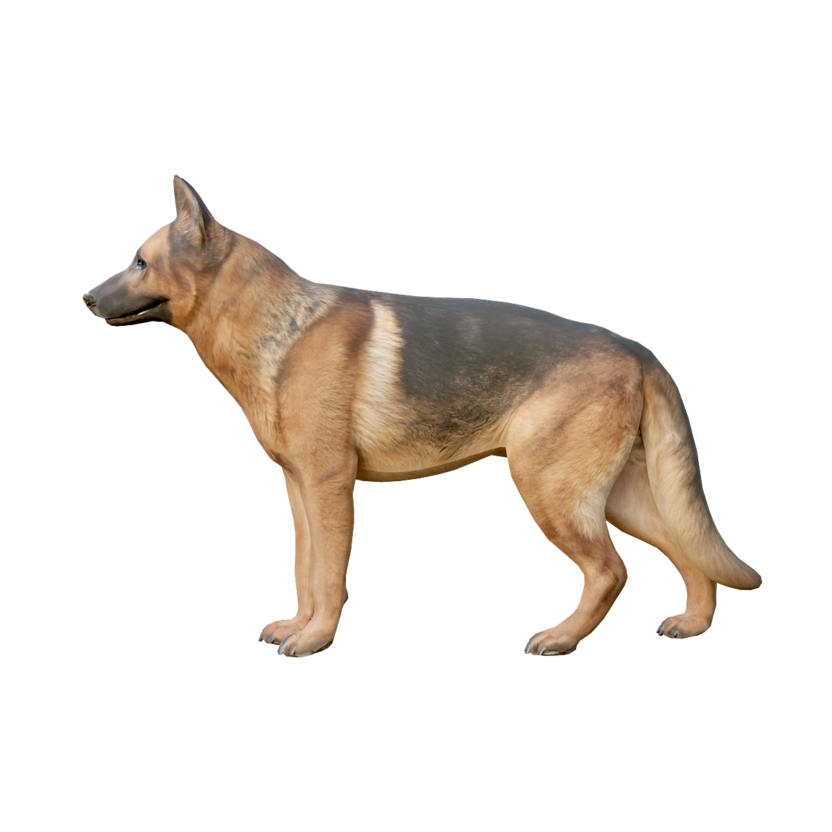 German Shepherd Model 3D Animation
