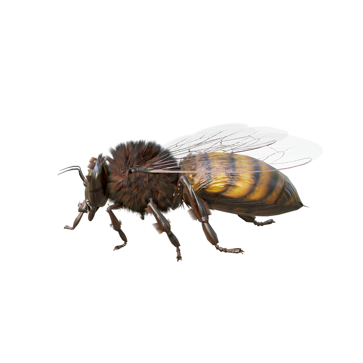 Bees (with 3D animated models)