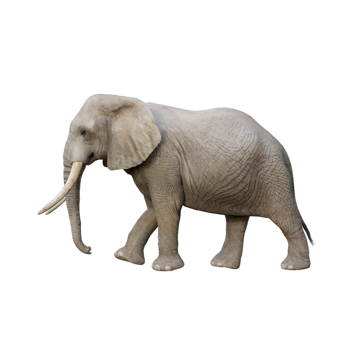 African Forest Elephant (Male) 3D Model Animation