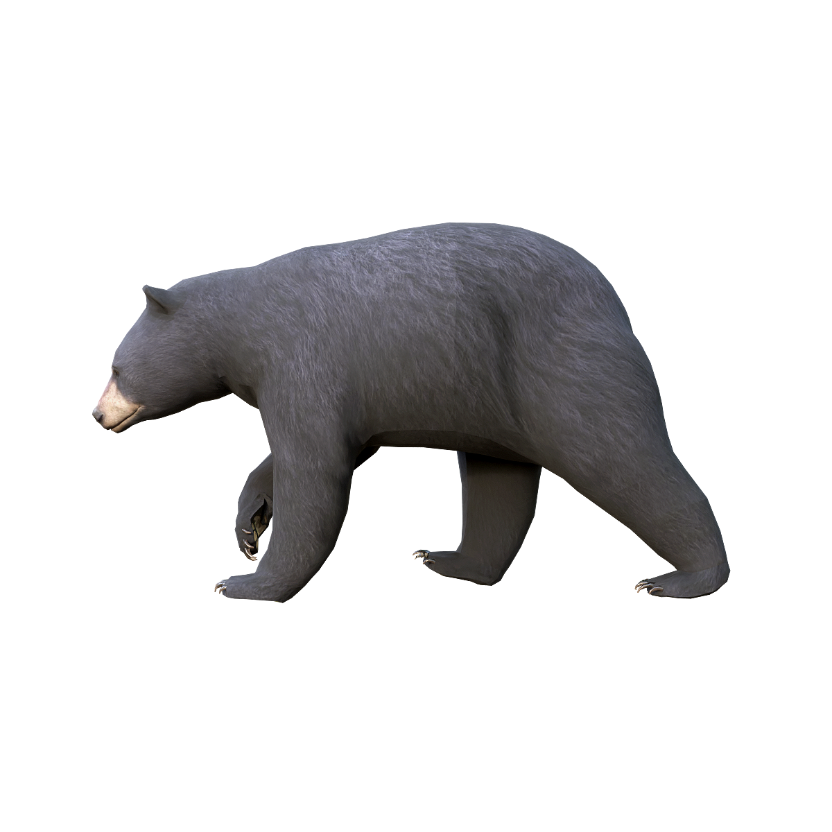 Black Bear (Female) 3D Animation Model